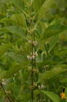 American beautyberry